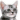 :011kittycat: