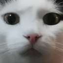 AU_cat