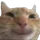 hehecat