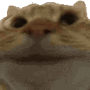 :catyes: