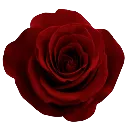 04_red_rose Discord sticker - The Cove