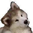 HuskyMoon