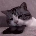 loser_cat