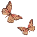 Two orange butterflies with detailed wing patterns flying in the air.