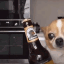 A wide-eyed chihuahua stares intensely at a beer bottle held in the foreground.
