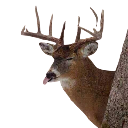 Deer with large antlers sticking its tongue out in a silly expression.