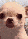 PatuniSmile animated Discord emote - CorruptRz BETA !