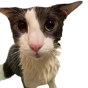 :catsoggy: