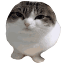 A round cat with a gray and white face staring intensely with a judgmental expression.