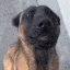 happydog animated Discord emote - DreadMine