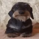jamnik
