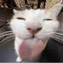 A white and orange cat with its tongue pressed against the camera lens in a distorted close-up shot.