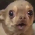 :chihuahua_wow:
