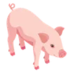 pig