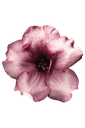 xx_pinkflower custom emote | Swagistan | VC & Chat (Pakistan)