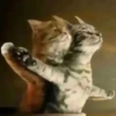 :gatos_lesbianos: