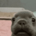 pibble_asustado Discord Emoji - Las pizzas