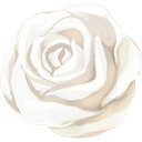 White rose flower with soft shading and delicate petals.
