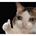 5312cutecat4