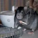 3434ratafomadora