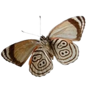 A butterfly with brown and white wings displaying clear number 88 patterns.