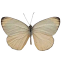 :butterfly: