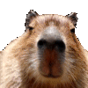 Capyright2