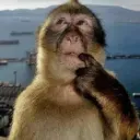 monkeythink