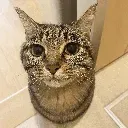 mrpenis