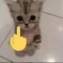 catfuckyou