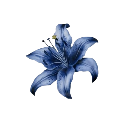 Blue lily flower with detailed petals and a vibrant center.