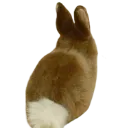 bunniamangy