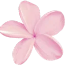Pink five-petaled flower centered on a light background.