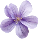 A delicate purple flower with five petals and a light yellow center.