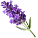 A single sprig of purple lavender with green leaves.