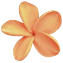 A single, five-petaled plumeria flower with soft orange and yellow hues.