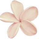 Plumeria flower with five soft pink and white petals.
