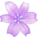 A stylized purple flower with five rounded petals centered on a dark background.