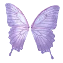 A purple butterfly with delicate, translucent wings spread wide.