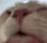:cat: