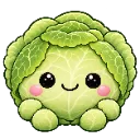 Cabbage