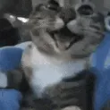 Happy_cat