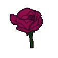 FlowerDarkPink