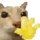 CatWave Discord emoji