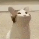 BIG_MOUTHcat