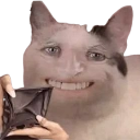 A cat with a human nose and a wide, toothy grin looking directly at the viewer.