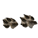 paws1 Discord sticker from ⋆♱ sᴀɪɴᴛs