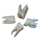 teeth2 Discord sticker from ⋆♱ sᴀɪɴᴛs