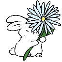 bunny_flowercute