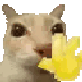 :cat_helllo: